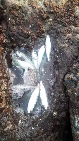 The video shows a small, shallow pool of water on a rocky surface containing several small, silvery fish, along with a single gray fish covered in black spots. A hand reaches into the pool and picks up the spotted fish to display it. The fish is small enough to be held easily in the hand, showing its full body, including its fins. The rocky background is brown and appears to be either in a coastal or aquatic environment.