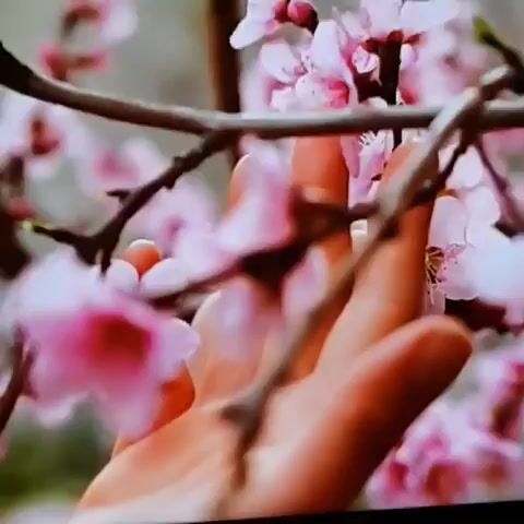 A close-up shot shows a person's hand reaching out to touch delicate pink blossoms on a tree branch. The hand is positioned in the foreground, with the fingers gently extended towards the flowers. The blossoms are blurry, indicating a shallow depth of field, and the branches are dark and prominent. The background is also blurred, with hints of green foliage. The scene evokes a sense of spring and nature's fragility.