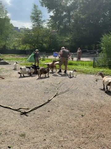 In an outdoor enclosure, a group of goats are gathered around a person who is feeding them from a blue bucket. The person is wearing a gray t-shirt and beige shorts, and appears to be interacting with the goats, possibly holding out food for them. Several goats are close to the person, with some eating from the bucket. Another goat stands slightly apart to the right. In the background, a few other people are visible, observing the scene. A child wearing a hat and a green bag is also present on the left side of the enclosure. The ground is covered in gravel and dirt, with a few scattered branches. Tall green plants are visible in the background, along with trees and a fence. The sky is partly cloudy, suggesting it is daytime. The scene appears to be a petting zoo or an area where visitors can interact with farm animals.