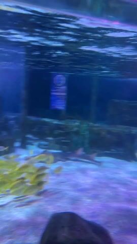 The video shows a large aquarium. A school of small, yellow fish swims near the bottom. Several stingrays swim close to the camera. People can be seen in the background, on the other side of the glass.