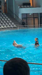 Dolphin show in full swing at Klaipėda indoor aquarium