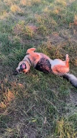 A German Shepherd dog is rolling around on its back in a grassy field. The dog is black and tan with a wagging tail and its tongue is hanging out. The sun is setting, casting a warm glow on the grass. The scene is peaceful and idyllic, with the dog appearing to be very happy and relaxed. There is no visible text in the media file. The location context provided is Horodyshche, Ukraine.