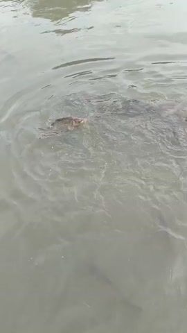 This media file shows a body of murky water where several fish are actively feeding. The fish appear to be congregating and creating ripples on the surface as they feed. In the latter part of the clip, a duck swims into the frame and joins the fish, also seemingly participating in the feeding activity. The water is a light brown or gray color, suggesting it might be a pond, lake, or slow-moving river. The lighting indicates it is daytime, likely overcast or in the shade, as there are no strong shadows. The scene is natural, with no artificial structures or human presence explicitly visible beyond what might be implied by the feeding activity. The overall impression is one of natural behavior of aquatic life.