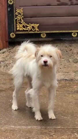 A small, white dog stands on a wet stone surface near a building. It has light brown ears and a fluffy tail. The dog barks. A decorative metal and wood gate is in the background.