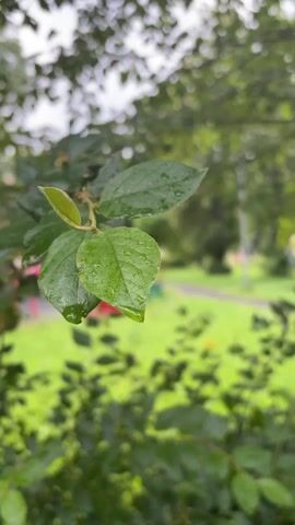 This is a close-up, vertical video of a green leafy branch with water droplets on its leaves. The leaves are a vibrant green, and the water droplets suggest it has recently rained or is currently raining. The background is softly blurred, showing more greenery, a patch of bright red, and a hint of a paved area, possibly a path or road. The overall impression is one of a natural, outdoor setting, likely a park or garden, possibly in the Vostochny District of Russia, given the context. The lighting appears natural and diffused, indicative of an overcast or cloudy day. There is no visible text. The focus is entirely on the natural elements, creating a peaceful and serene atmosphere.