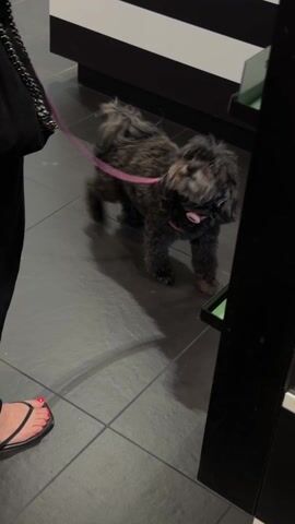 A small dark-colored dog wearing a pink collar and attached to a pink leash, stands on a grey tiled floor next to a black cabinet. The dog briefly turns its head. A person's leg is visible near the left edge of the frame, with the person wearing a black sandal and having red nail polish on their toes. Behind the dog and person is a wall with black and white horizontal stripes. The lighting appears to be artificial.