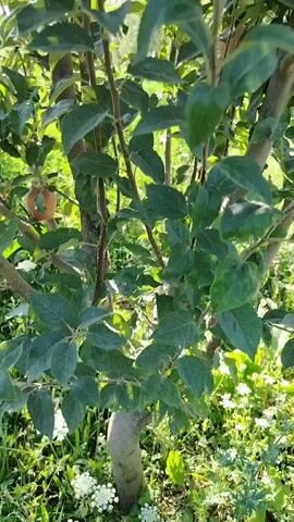 The video shows a close-up view of an apple tree with ripe apples. The camera pans up the trunk and branches of the tree, focusing on several clusters of apples. The apples are round and have a reddish-pink color, with some green and yellow hues. The leaves of the tree are green and appear healthy. The background is blurred, but it appears to be an outdoor setting with sunlight filtering through the leaves. The video is shot in portrait orientation.