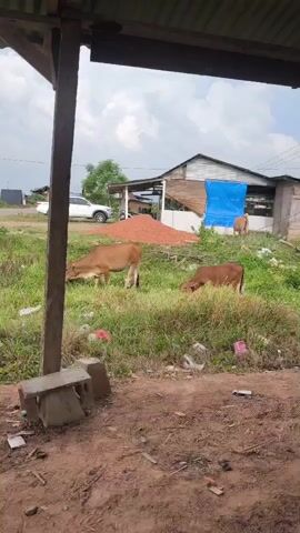 A group of cows are grazing in a grassy field. In the background, there are several buildings, including one with a blue tarp. A white car is parked nearby. The ground is dirt and there is some trash scattered around. The sky is cloudy.