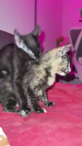 The video shows two kittens playing on a red blanket. One kitten is black, and the other is tortoiseshell patterned. The black kitten grooms the tortoiseshell kitten by licking its head and neck. The tortoiseshell kitten meows and squirms playfully under the black kitten. The room is illuminated with a pink light. A desk chair and other objects are visible in the background.