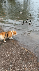 Dog watches ducks swim along Krasnoyarsk rivershore
