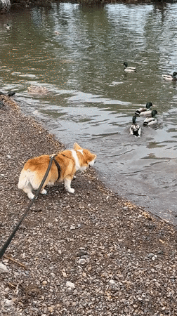Dog watches ducks swim along Krasnoyarsk rivershore