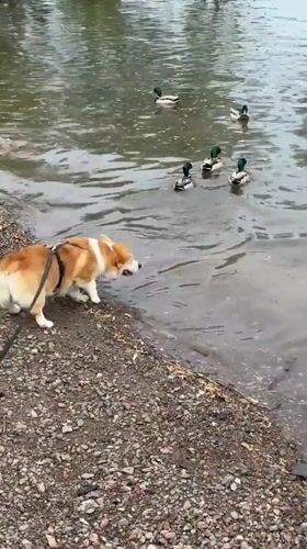 Dog watches ducks swim along Krasnoyarsk rivershore