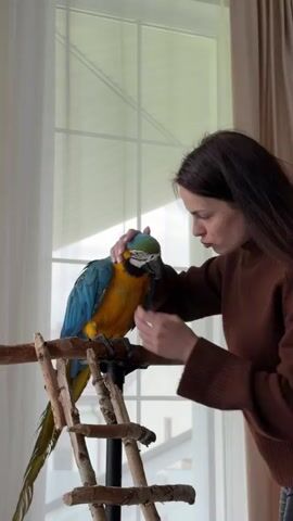In the video, a woman with long, dark hair stands to the right of a large, colorful parrot perched on a wooden stand. She is wearing a brown sweater and is gently petting the bird's feathers on its head and chest. The parrot has blue and yellow plumage. The wooden stand is constructed with branches and a small ladder-like structure. In the background, there is a large window with white curtains and blinds. The light is natural and illuminates the scene. The woman appears to be speaking to the parrot in a soft, comforting tone.