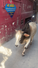 Daily life documented across Rishikesh streets and buildings