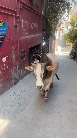 Daily life documented across Rishikesh streets and buildings