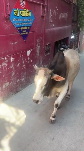 Daily life documented across Rishikesh streets and buildings