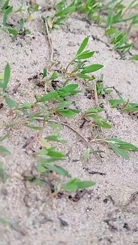 The video shows a close-up of a sandy surface sparsely covered with green plants. Ants are moving among the plants and grains of sand. The scene is static, with the focus remaining on the ants and vegetation within the sandy environment.