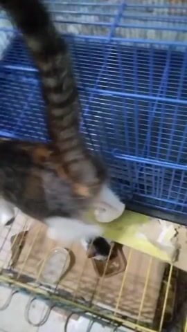 A multi-colored cat is being ushered into a blue and yellow cage. The cage is metal with bars. It is positioned on a tiled floor in what appears to be a room. There is a gray blanket on the floor next to the cage, and a small plastic stool and buckets are visible in the background. A person's foot wearing a sandal is visible in the lower left corner of the frame, suggesting the person is interacting with the cat.