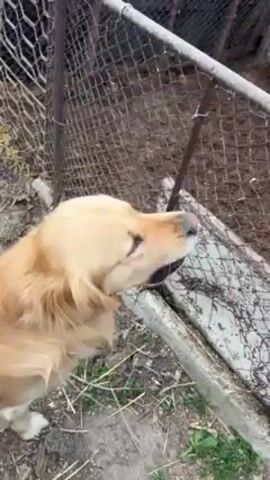 A golden retriever dog is standing at a chain-link fence, barking at a large pig in an enclosure. The pig is white with black spots and is near the fence as well. The enclosure has a dirt floor, and there is some brick visible in the background. After barking for a few seconds, the dog walks away.