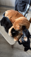 Pets gather on chair in Saint Petersburg apartment scene