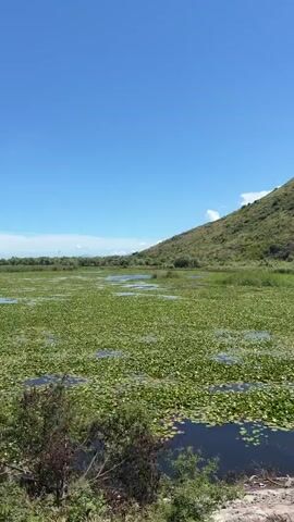 The video presents a wide-angle, sweeping view of a sunlit wetland or marshland. The scene is dominated by vast expanses of water covered densely with green aquatic plants, resembling lily pads, interspersed with areas of open, dark water. Tall green reeds and grasses also grow abundantly within the wetland.

In the early frames, a low, vegetated hill flanks the right side of the landscape. As the camera pans or moves forward, the view shifts to reveal a long stretch of distant mountains or hills lining the horizon under a clear, bright blue sky dotted with scattered white clouds. The weather appears sunny and pleasant.

In the immediate foreground, a rough dirt or gravel path is visible, along with what appears to be a yellow barrier or guardrail in the initial and middle segments of the video. The consistent movement of the camera suggests it is being filmed from a moving vehicle. There is no visible text. The location context provided is Vranjina, Montenegro.
