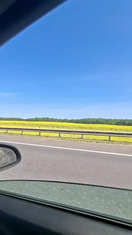 The video shows a view from inside a car, looking out the passenger window. The scene is a highway with a bright blue sky and a vast field of yellow flowers, likely rapeseed, stretching to the horizon. A metal guardrail separates the road from the field. A silver car is visible in the distance. The sun is shining, suggesting a clear and pleasant day. The overall mood is peaceful and scenic, capturing the beauty of the Belarusian countryside during springtime or early summer. No text is visible in the video. The location is identified as Драчкаўскі сельскі Савет, Belarus.