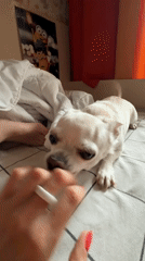 Quiet evening with pet Chihuahua during rainy night in Birobidzhan