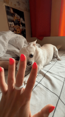 Quiet evening with pet Chihuahua during rainy night in Birobidzhan