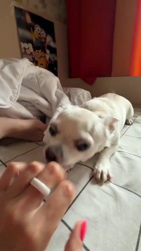 Quiet evening with pet Chihuahua during rainy night in Birobidzhan