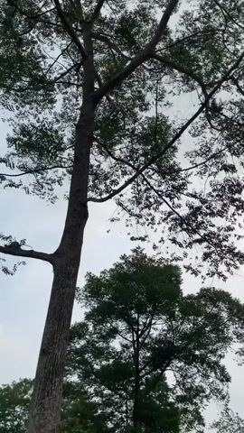 The video shows a low-angle shot looking up at the canopy of several tall trees against a cloudy sky. The camera pans slightly to the left, revealing more of the dense foliage and branches. The leaves are dark green and appear to be in full bloom. The overall impression is one of being in a forest or wooded area.