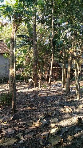 A vertical, wide-angle shot shows a pathway between trees and vegetation. The ground is covered with dry leaves and dirt. In the background, a small wooden shack with a thatched roof is visible amongst the trees. The sun casts long shadows, suggesting it is either early morning or late afternoon.