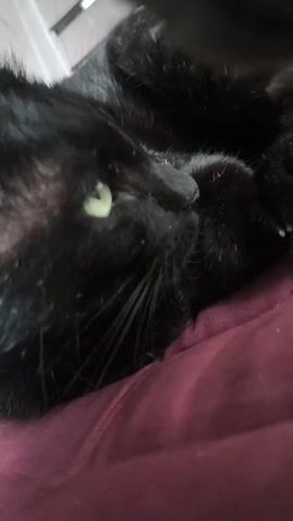 A close-up video shows a black cat lying down and then looking up. The cat has bright green eyes. The video is shot in low light, with the cat's fur appearing somewhat dull. The cat's ears are upright and its whiskers are visible. The background is dark and out of focus, suggesting an indoor setting.