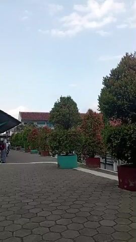 A person walks on a paved walkway lined with potted trees. The trees are green and have some red leaves. In the background, there is a building with a red tiled roof and a white facade. The sky is blue with some clouds.