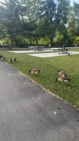 A group of Canada geese are on the grass near a paved path. Some geese are eating. In the background, there are picnic tables and trees. A few people are visible in the distance, sitting at a picnic table and walking. The sun is shining.