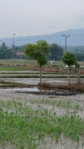 This is a slow pan across a rural landscape featuring flooded rice paddies. In the foreground, young green rice shoots are visible in the muddy water. In the middle ground, more mature rice plants are growing in the paddies, separated by raised earth banks. A single tree with green foliage stands in the middle ground. In the background, there are more rice paddies, a few houses with red roofs, palm trees, and a distant mountain range under a hazy sky. A white van is seen driving along a road in the middle ground, and utility poles are visible throughout the scene.