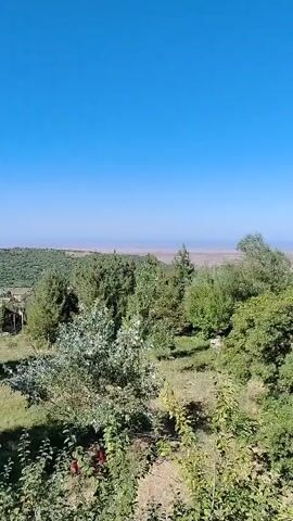 The video pans across a landscape with lush green trees under a clear blue sky. In the background, a hazy horizon suggests a distant, possibly arid or mountainous region. Some structures, including what appears to be a small building with a blue roof, are partially visible amongst the trees. The overall impression is one of a rural or natural environment.