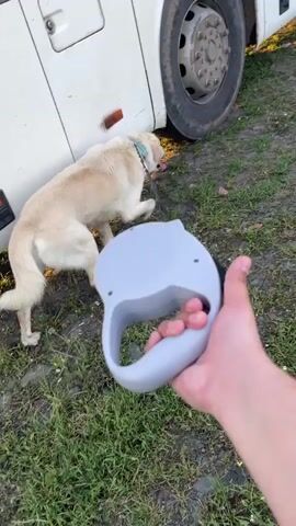 A first-person perspective video shows a person holding a white retractable dog leash. A tan colored dog is on the other end of the leash, sniffing the tire of a white bus. The dog is on a grassy area next to a road. The leash extends toward the dog and away from the person holding it. The person is holding the leash mechanism in their right hand, extending their forefinger to activate a button on the leash. The scene appears to be in a residential area during daytime.