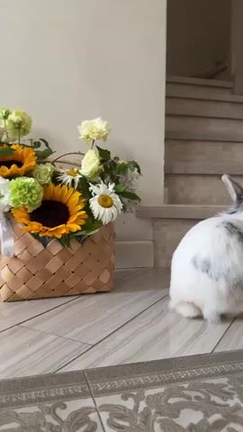 A small white and grey bunny with long ears is sniffing a woven basket filled with sunflowers, daisies, and other yellow and green flowers. The basket is placed on a tiled floor next to a cream-colored wall. In the background, a staircase with beige steps is visible. The bunny is facing the basket and appears curious about the flowers. The video is shot from a low angle, close to the floor.