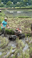 Rice farming, rural life documented in northern Vietnam villages