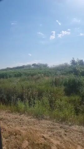 The video begins with a wide shot of a rural landscape under a bright, partly cloudy sky. The foreground is filled with dry, yellowish grass, suggesting a dry or late summer season. Beyond this, a field of green vegetation stretches across the middle ground, with some taller, reddish-brown plants interspersed. In the distance, more vegetation and trees are visible, forming a slightly hazy horizon. A faint wisp of smoke can be seen rising from the vegetation in the far distance on the left.

The camera then pans to the right, revealing a cluster of trees, some with dense foliage. The sun is bright and high in the sky, casting lens flare and highlighting the leaves. As the video progresses, the camera continues to move, showing more of the leafy trees and the sunny, overgrown environment. The movement suggests the viewer is traveling, possibly in a vehicle or walking along a path. The overall impression is of a natural, undeveloped outdoor setting on a clear day.