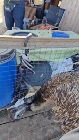 Here's a description of the video:

The video shows an emu standing near a wire fence, partly contained by it. The emu has brown and gray feathers. The camera focuses on the emu as a person's hand reaches out to touch its back. The background includes a wooden structure and various objects like buckets, an umbrella, and boxes, suggesting an outdoor storage or work area. The setting appears to be outdoors in daylight.