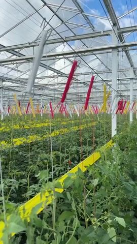 This is a video shot inside a greenhouse. The camera is moving forward through rows of tomato plants. The plants are green and lush, and some have small yellow flowers. Hanging from the ceiling of the greenhouse are yellow, red, and white streamers, which appear to be part of a pest control system. In the foreground, there are two black LED lights attached to a metal pole. The ceiling of the greenhouse is made of glass panels, and the sky with clouds is visible through them. The overall impression is one of a modern, large-scale agricultural operation.