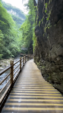 Morning walk captured on forest boardwalk in Zhangjiajie canyon