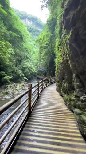 Morning walk captured on forest boardwalk in Zhangjiajie canyon