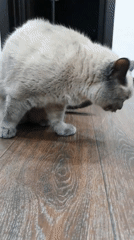 Cats roaming and grooming around a Krasnoyarsk apartment floor