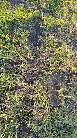 The video begins with a close-up view of green grass and dirt. The camera then rapidly moves to a dark, out-of-focus area with blurred lights.