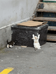 Cats and kittens playing outdoors in Varna, Bulgaria