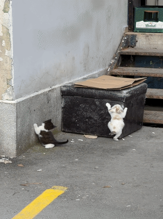 Cats and kittens playing outdoors in Varna, Bulgaria