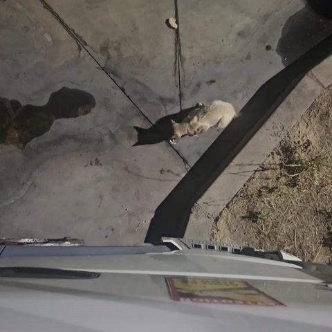 A light-colored dog is scavenging on a concrete surface. The dog is bent over, sniffing or eating something on the ground. A long shadow is cast behind the dog. The ground is cracked and appears somewhat dirty, with some dry vegetation visible along an elevated edge. A portion of a white vehicle is visible on the right side of the frame. The lighting suggests it is nighttime or dusk.