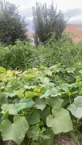 A video taken at ground level captures an overgrown garden on a cloudy day. In the foreground, large, heart-shaped green leaves of a cucumber plant dominate the view, some with yellow blossoms visible. Behind the cucumber plants, taller green foliage, possibly tomato plants, grows in a dense thicket. Two slender trees with dense foliage stand in the mid-ground, one on the left and another slightly to the right. In the background, a portion of a building with exposed brickwork and some blue tarp is visible. The sky is overcast with scattered clouds. The camera is stationary throughout the recording.